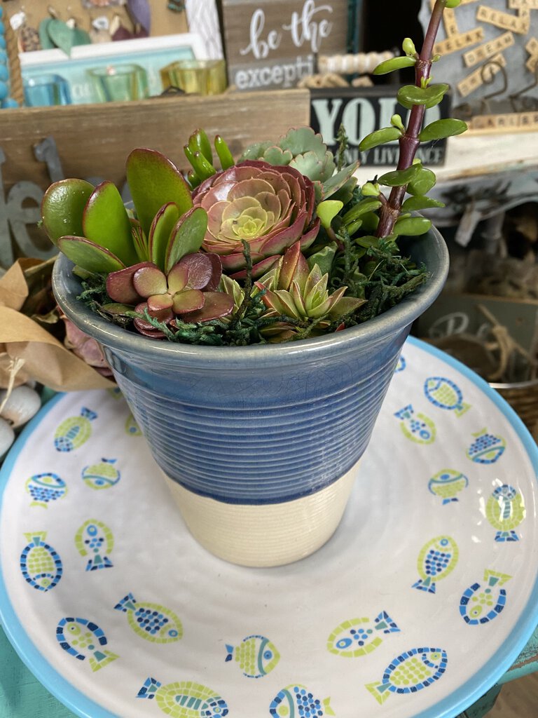 Blue Boho Pot Succulent