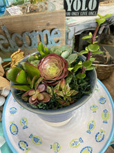 Load image into Gallery viewer, Blue Boho Pot Succulent
