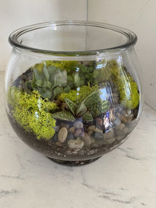 Glass Bowl Succulent Terrarium 8"x9" bpv0012