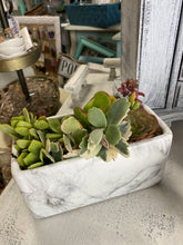 Load image into Gallery viewer, Marble Succulent

