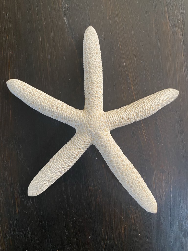 White starfish