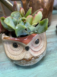Owl Succulent Pot