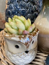 Load image into Gallery viewer, Boho Succulent pot
