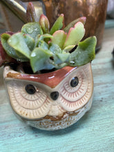 Load image into Gallery viewer, Boho Succulent pot
