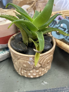 Boho scalloped Succulent pot