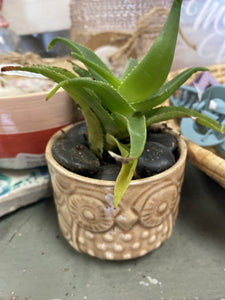 Boho scalloped Succulent pot