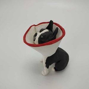 Boston Terrier in a Cone 3"