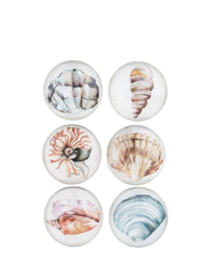 15524 Shell Magnets, Set of 6