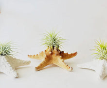 Load image into Gallery viewer, Hanging Starfish Air Plant Decor
