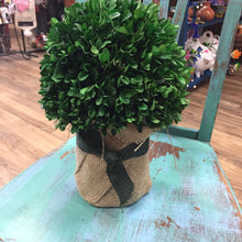 Load image into Gallery viewer, Boxwood Topiary With Burlap
