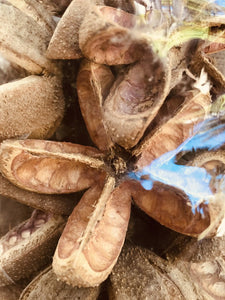 13987 Dried Natural Artichoke/Kartoos Flower (15 pc/bag)